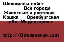 Шиншиллы пойнт ns1133,ny1133. - Все города Животные и растения » Кошки   . Оренбургская обл.,Медногорск г.